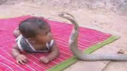 ENFANT QUI JOUE AVEC UN COBRA