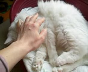 Plume est rentré d'hospitalisation