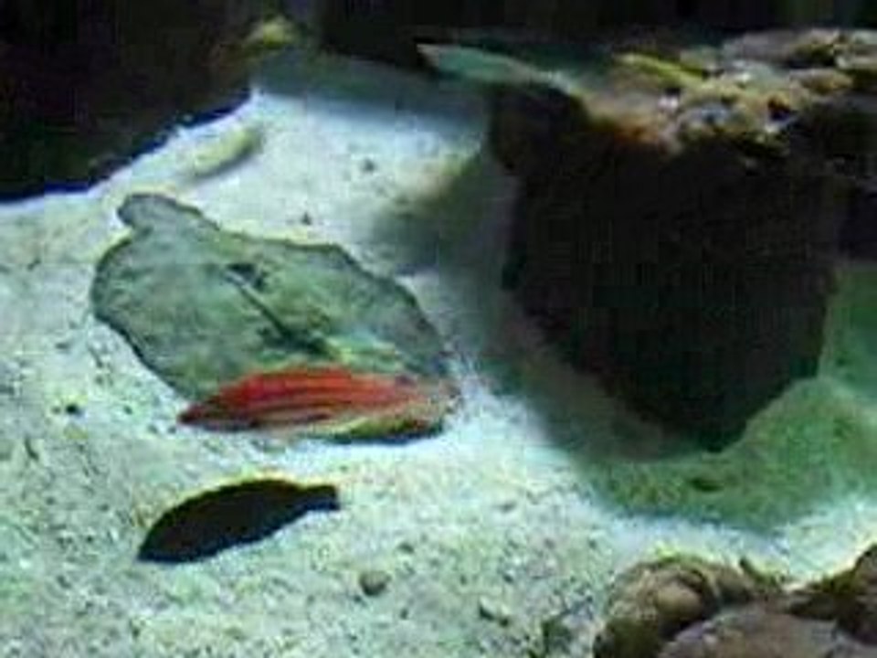 Aquarium Saint Gilles les bains Réunion