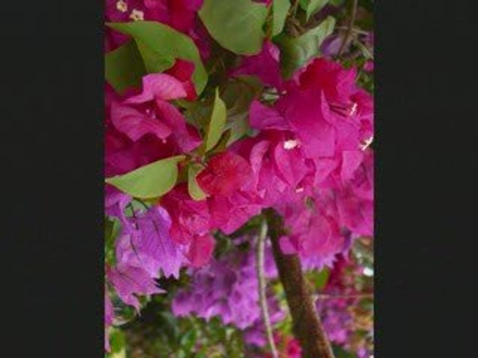 Guadeloupe janvier 2009