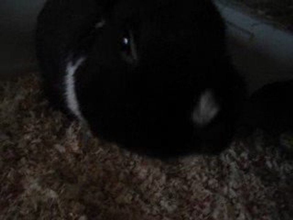 coco
