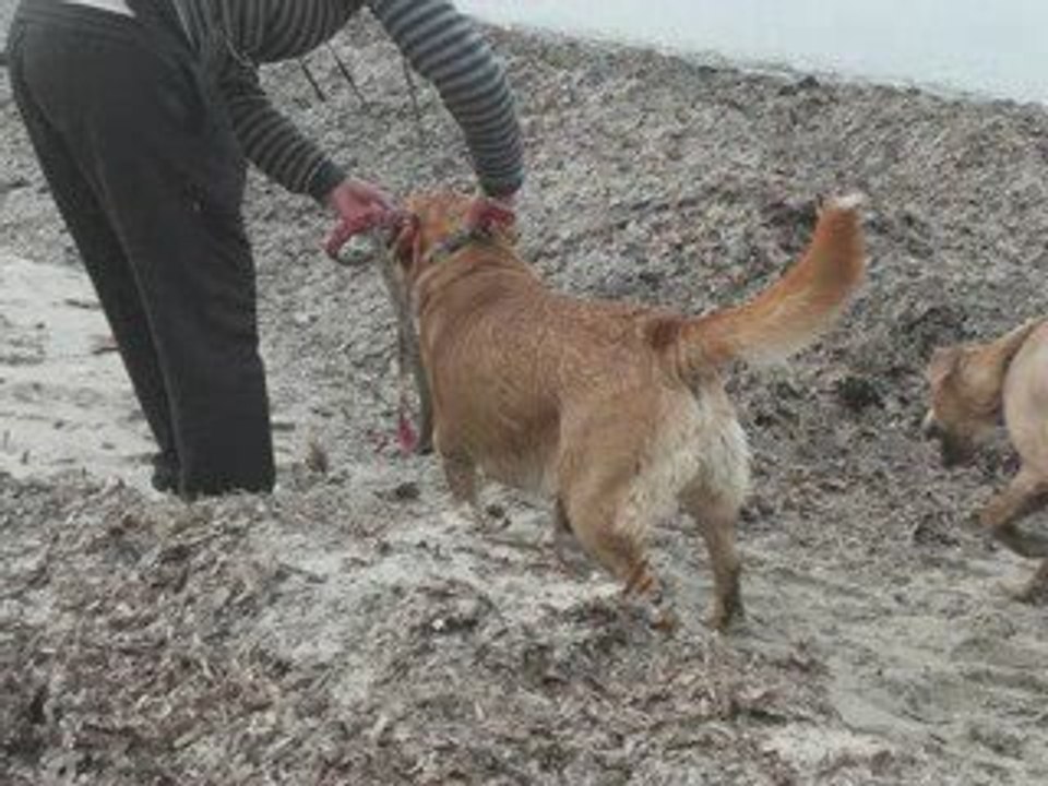 Choco spike plage
