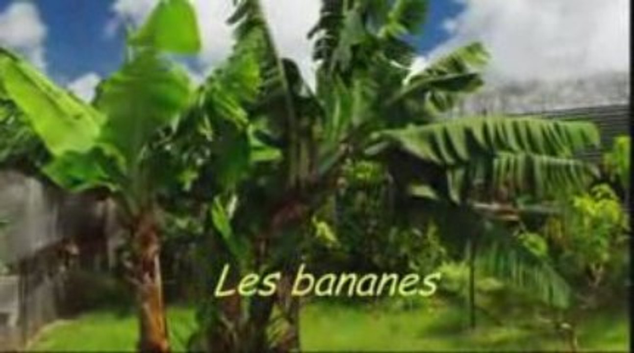 Notre ferme pédagogique - Paysan à l'ile de la Réunion