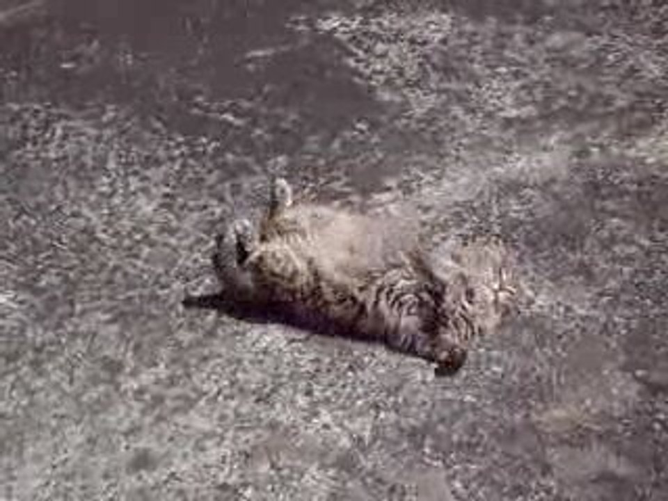 Mon chat