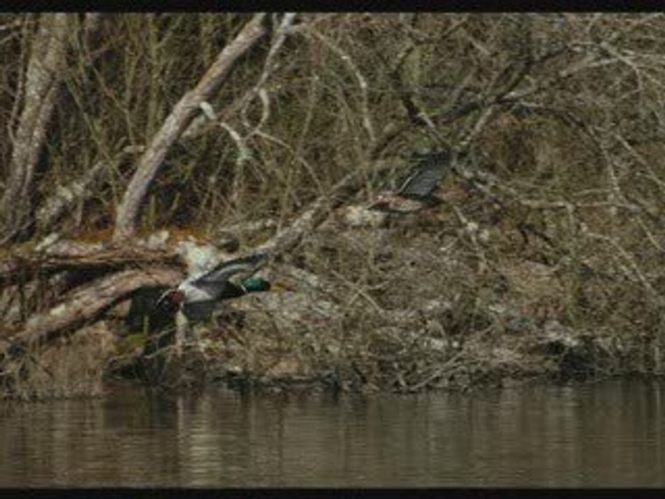 Vol de colvert en 17 photos