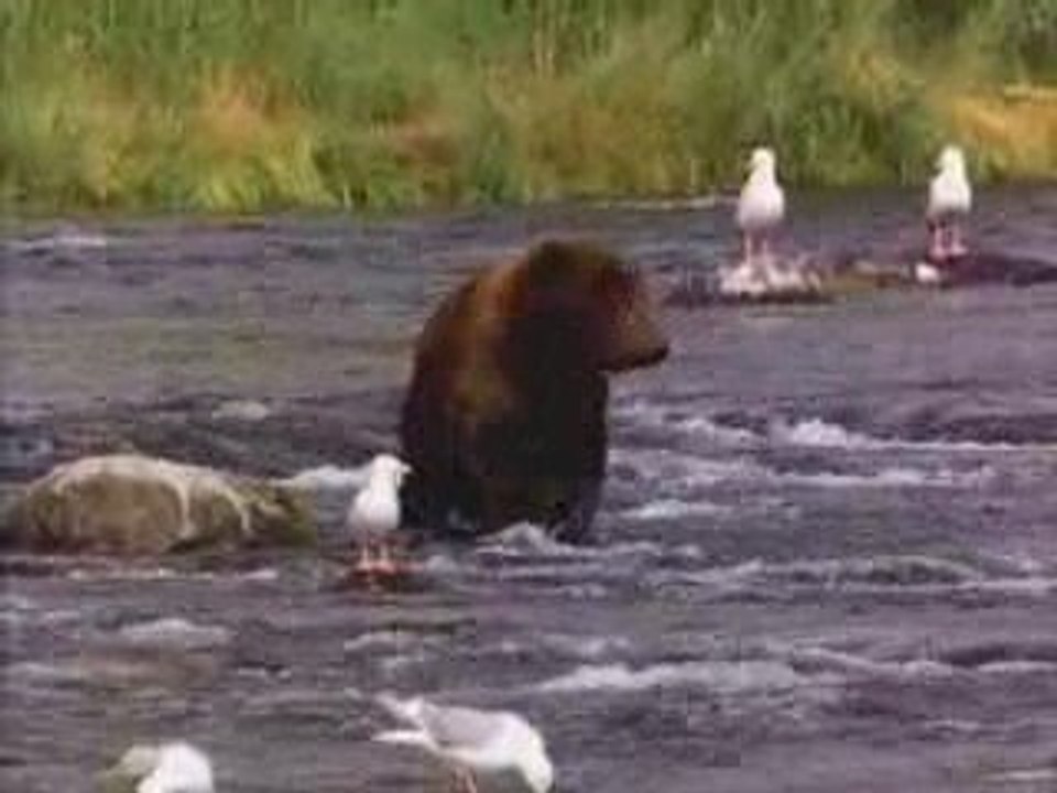 l'ours brun XD