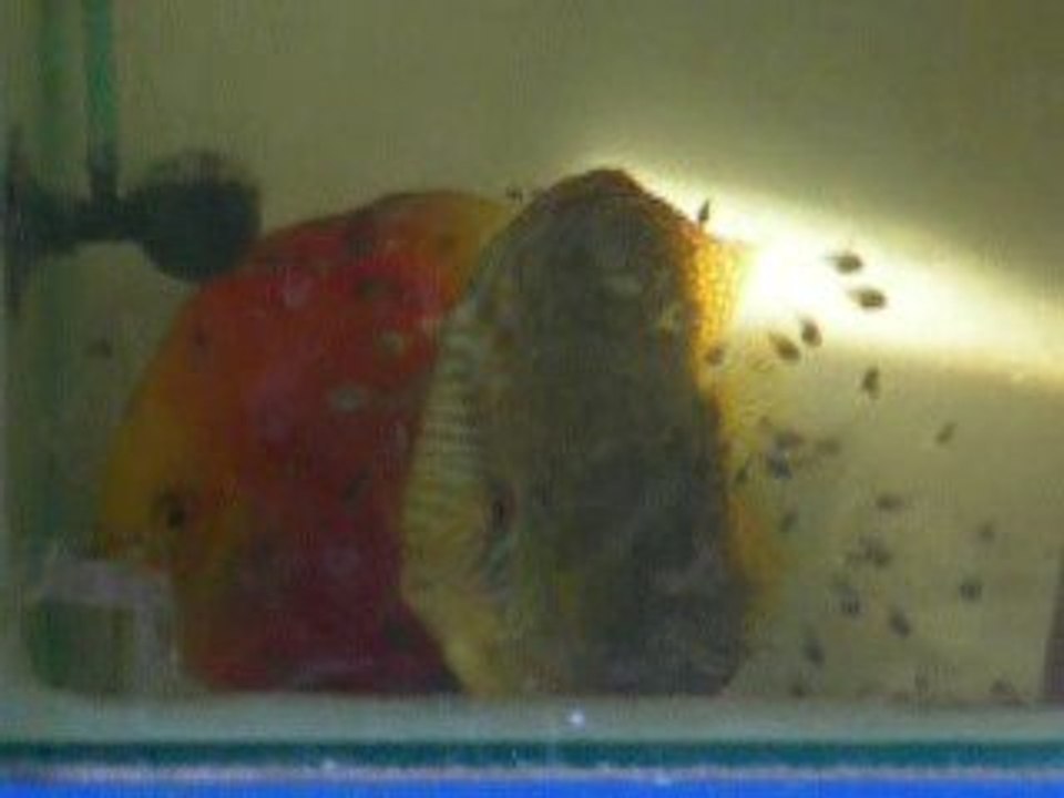 mes alevins est leurs parents de 7 jours de nage libre