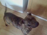 Millie the Talking Staffordshire Bull Terrier Dog Plays D...