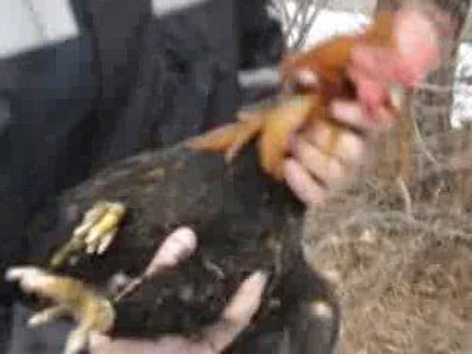 Feuerwehr rettet Hahn