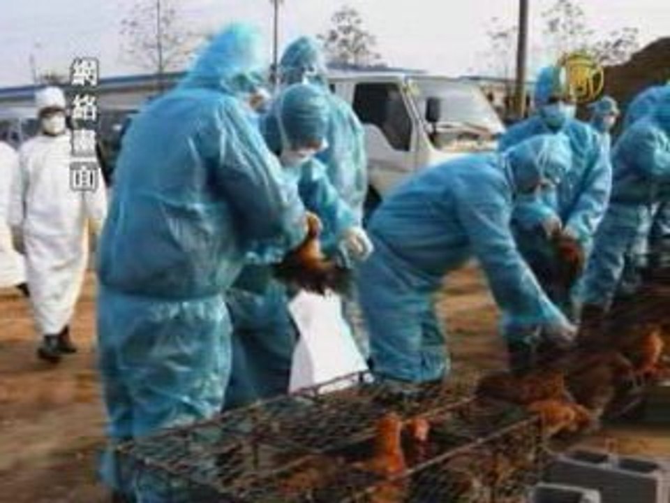 Bird Flu Cover-Up in Wuhan