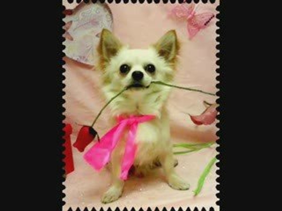 Mes chihuahuas