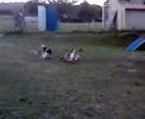 Deam troupeau 2 05/03/2009