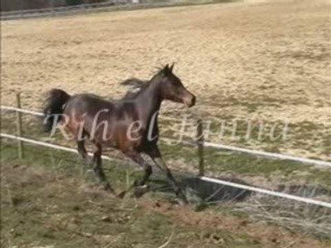 Diaporama jument pur-sang arabe égyptienne baie