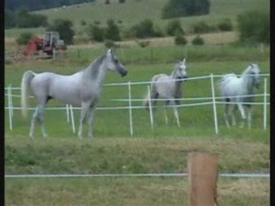 Diaporama étalon pur-sang arabe égyptien endurance JKB Masou