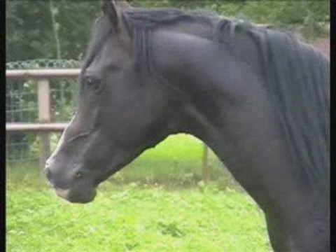 Diaporama étalon pur-sang arabe égyptien noir rubicano panga