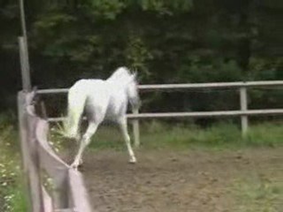 Mahees étalon pur-sang arabe gris blanc