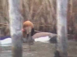 Oiseaux d'eau d'Aix les bains