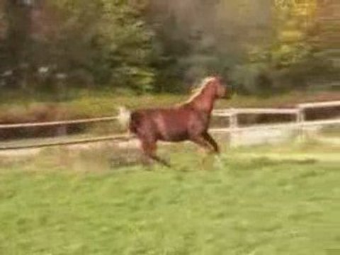 Nabeel étalon pur-sang arabe égyptien alezan crins lavés