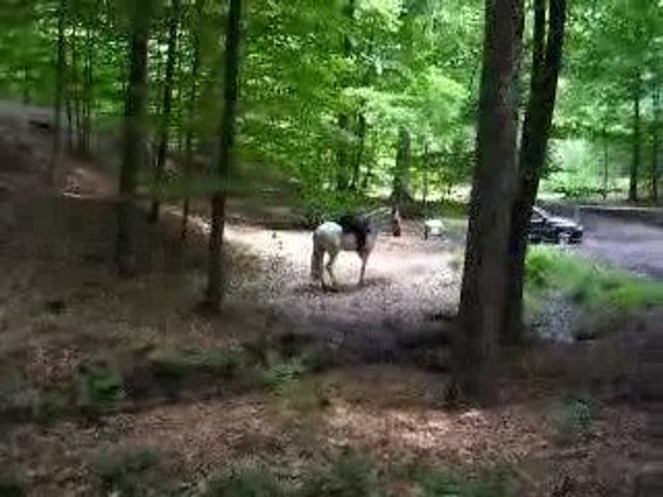 trec fossé en selle