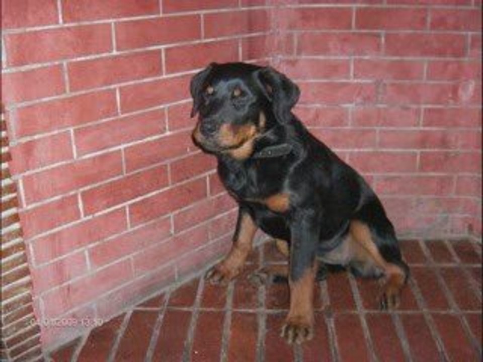 rott de 7 mois kenza