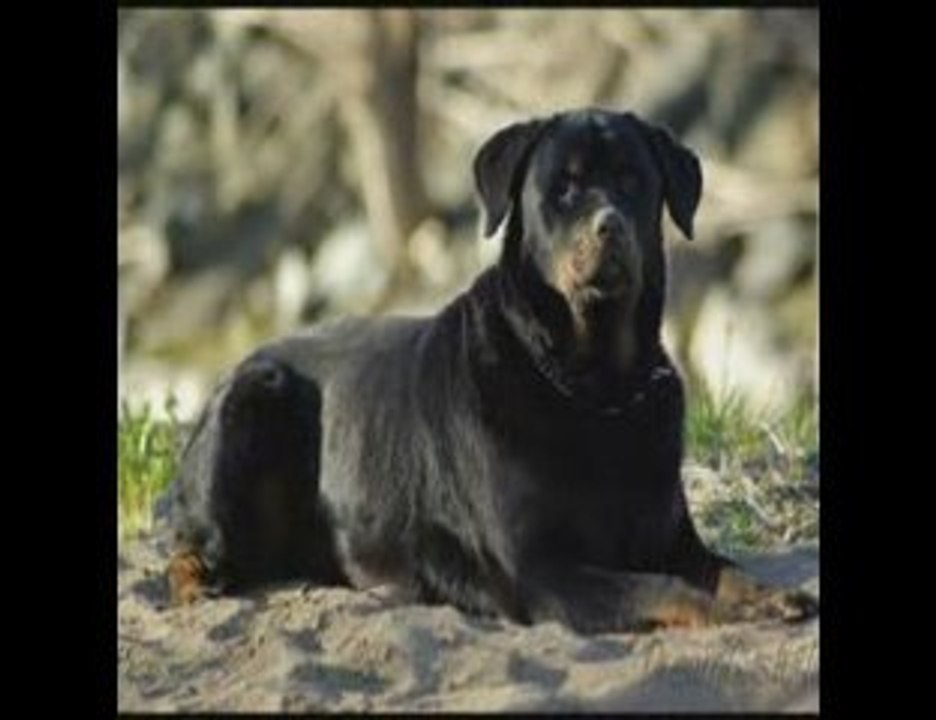Rottweiler passion