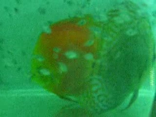 mes alevin 2 semaine de nage libre