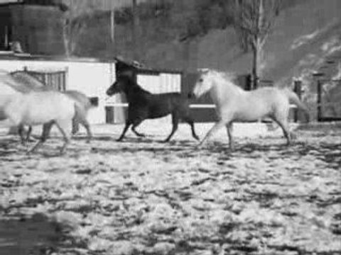 Quira Soft (c): Caballos Hípica