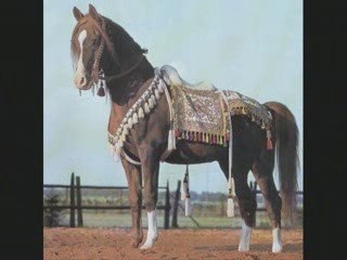 Vidéo pur sang arabe