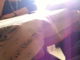 chien bordeur collies