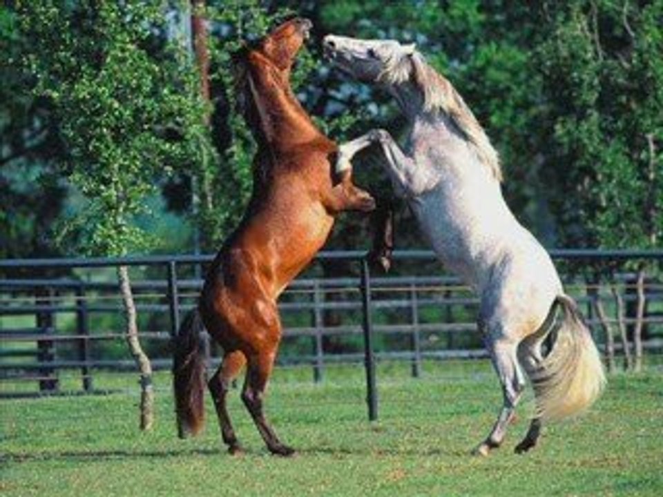 Wild horses