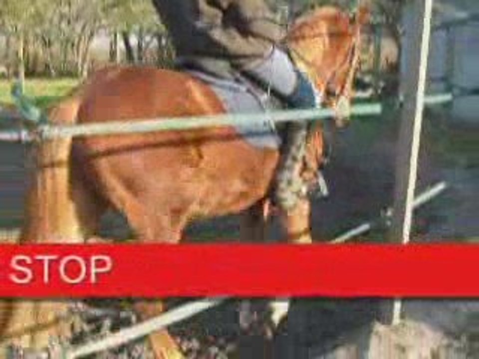 Débourrage de mes loulous 2eme partie travail monté