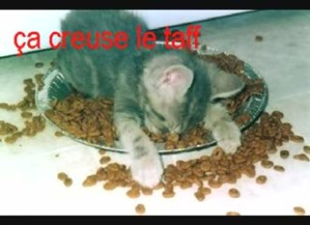petit Chat du 29