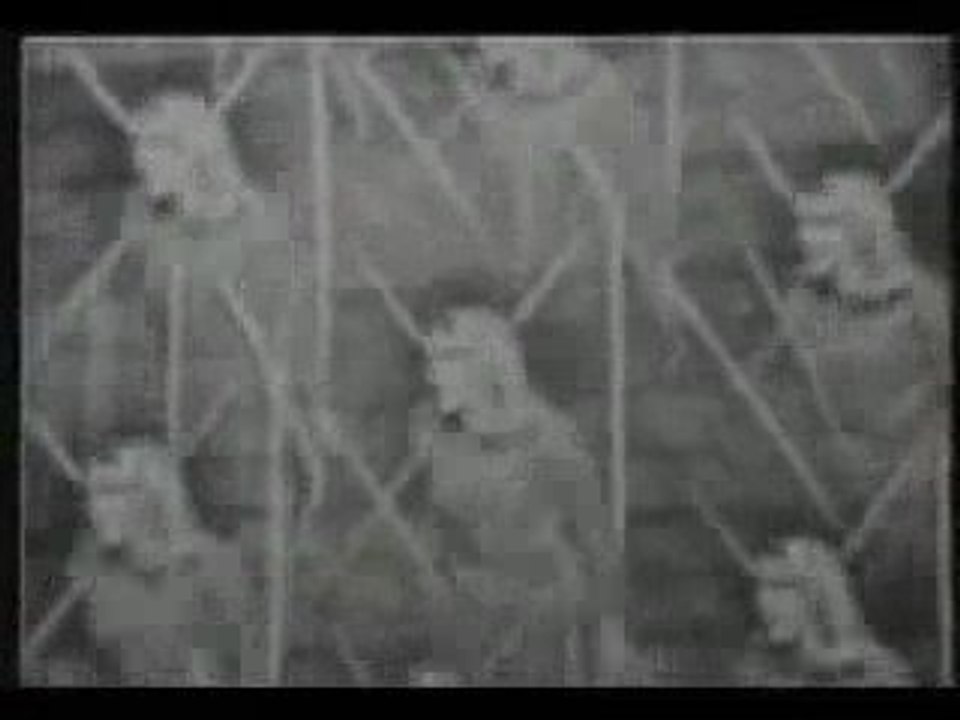 Cannibal and the Headhunters - Land of 1000 Dances