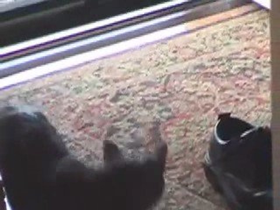 Cats Flirting