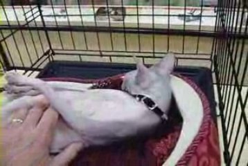 Sphynx Canadian Hairless Cat