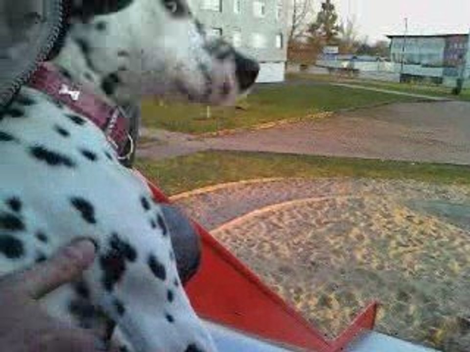 Dixie a envie de courir