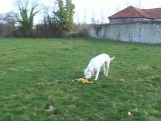 dogue argentin