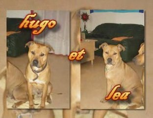 amstaff hugo et léa