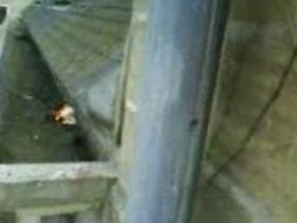 Geco lance une boule de feu chez les voisins