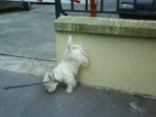 Le chien à Geco qui fait de la gym