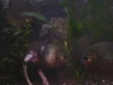 Piranhas devorent rat