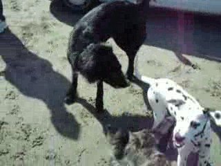 Daika et Burn= jeu sur la plage