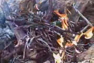 Bridge over Troubled Water