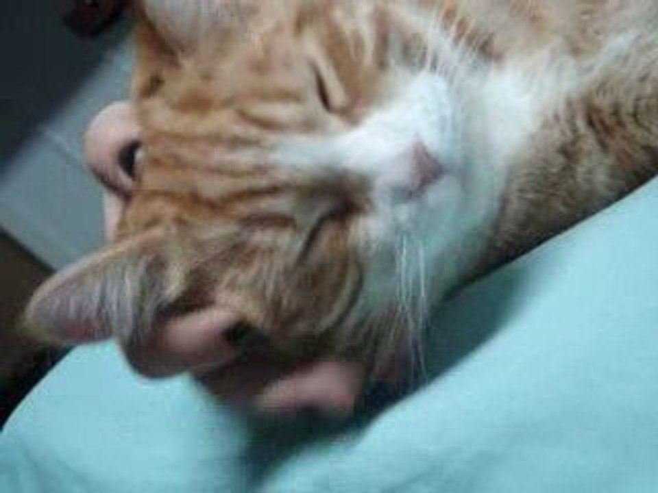 billy le chat put