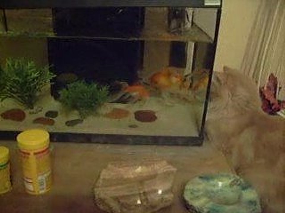Photo 1098 caramel s'amuse avec les poissons