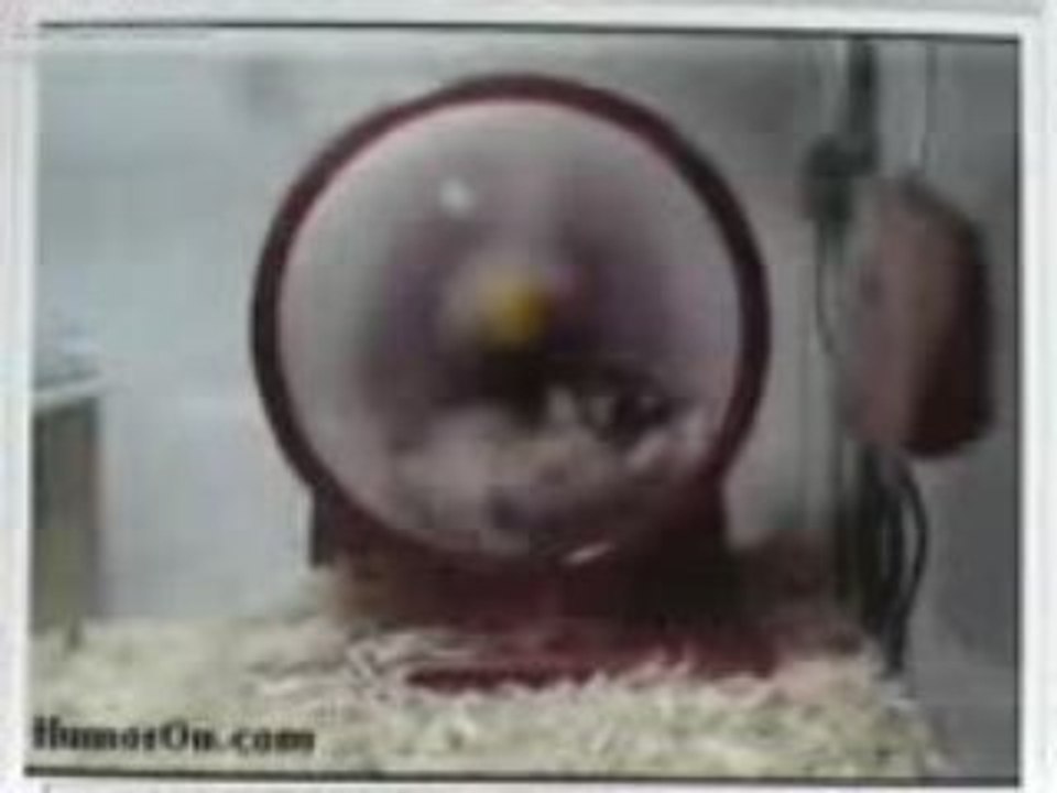 Hamster