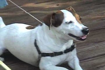 Talking Dog Calls Guy a Dirtbag