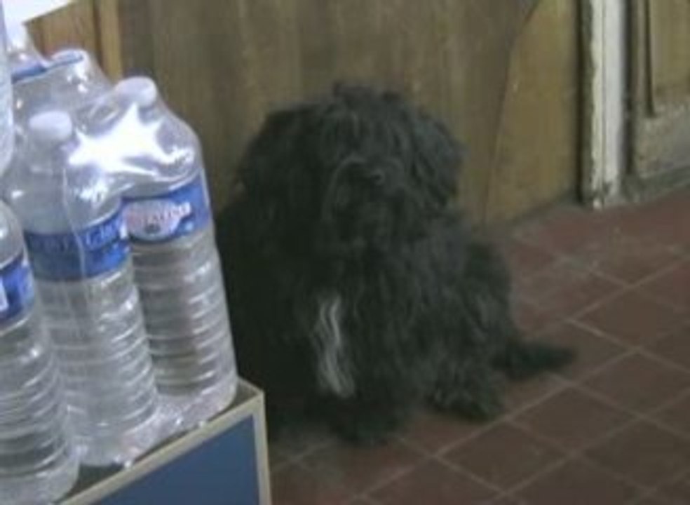 Ma chienne ki gueule 2