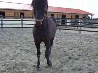 Quiator rond de longe 2