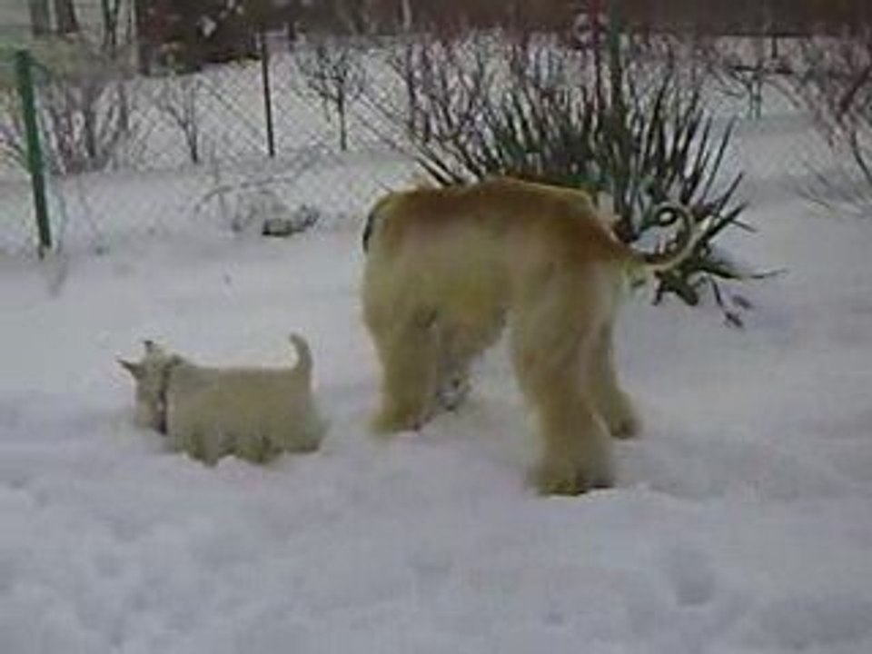 Alfa zabawa piłeczką